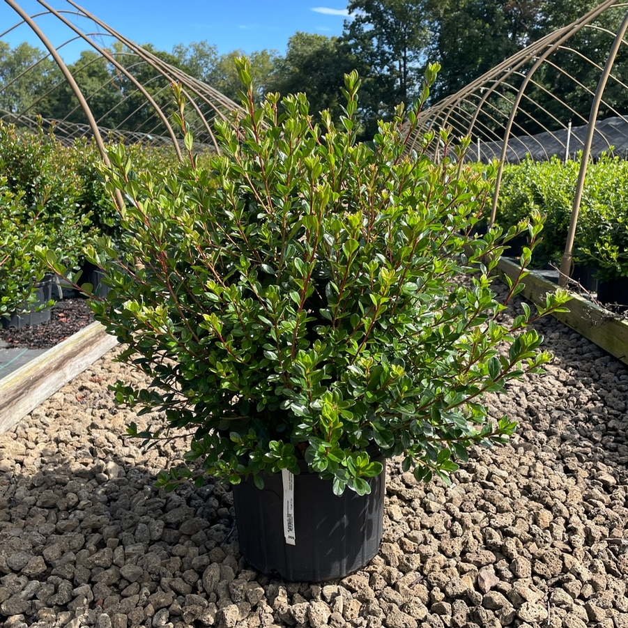 Azalea Evergreen Stewartstonian