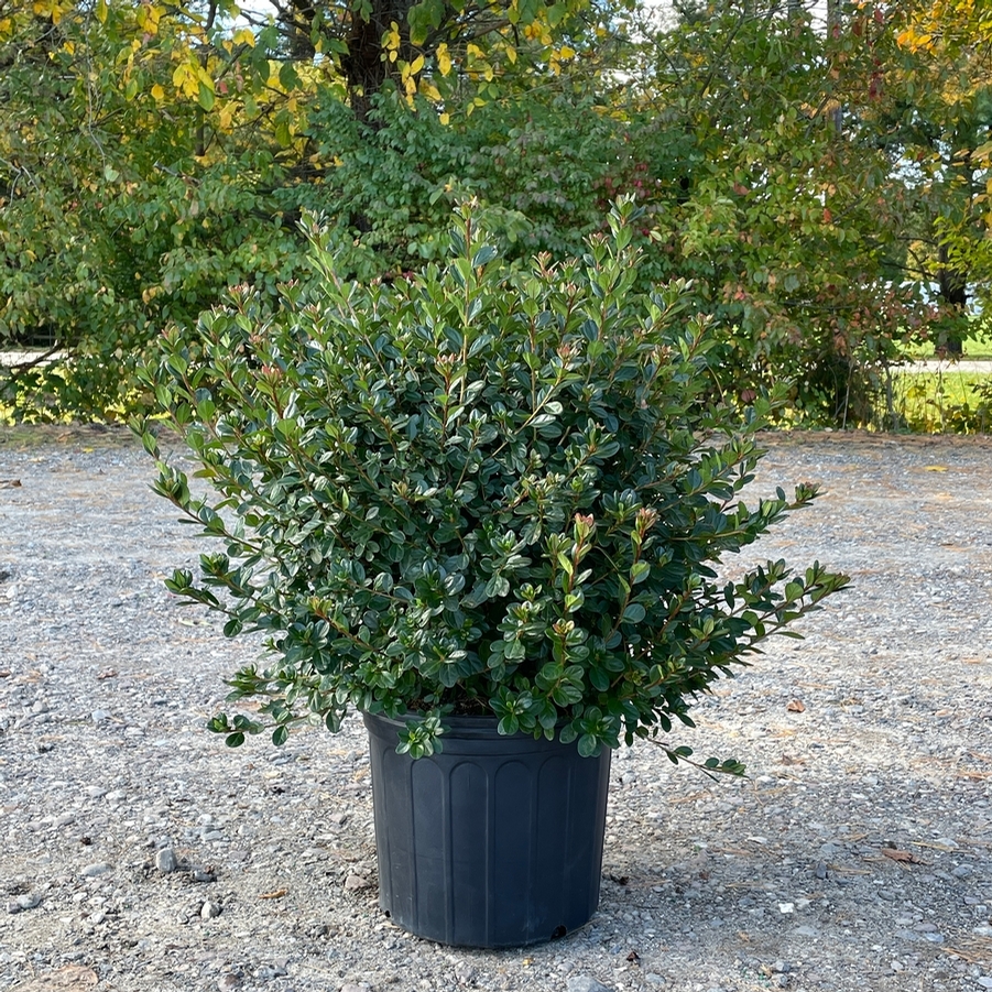Azalea Evergreen Stewartstonian