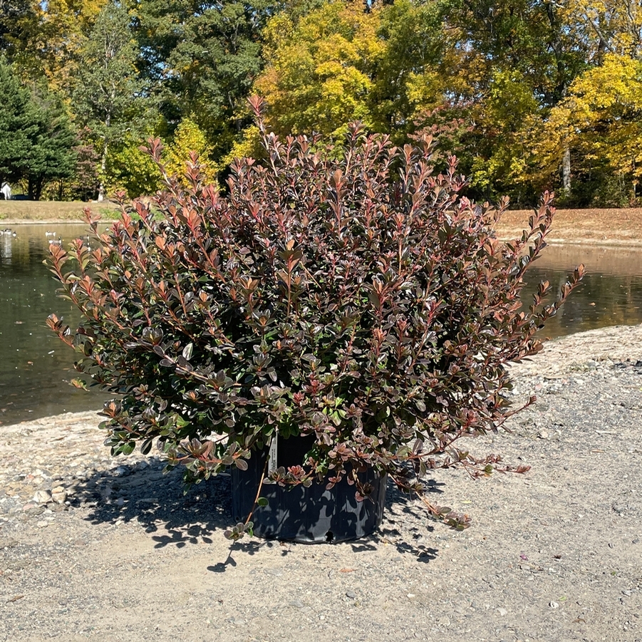 Azalea Evergreen Stewartstonian