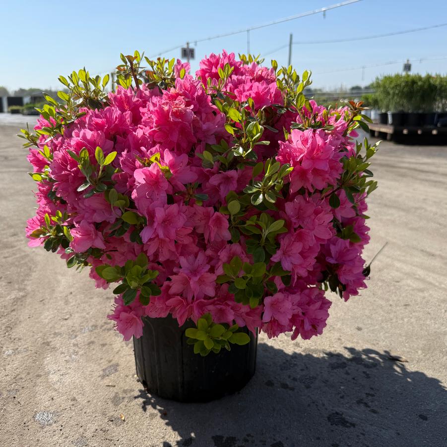 Azalea Evergreen Tradition
