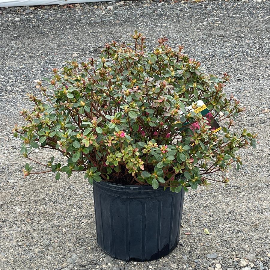 Azalea Evergreen Tradition
