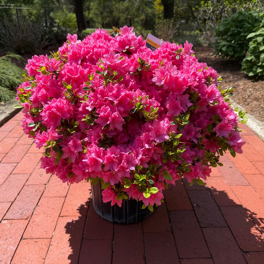 Azalea Evergreen Tradition