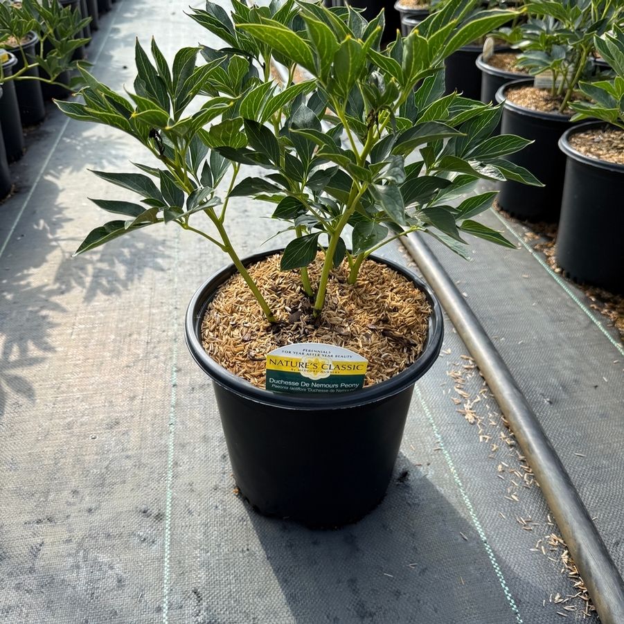 Paeonia lacttiflora Duchesse De Nemours
