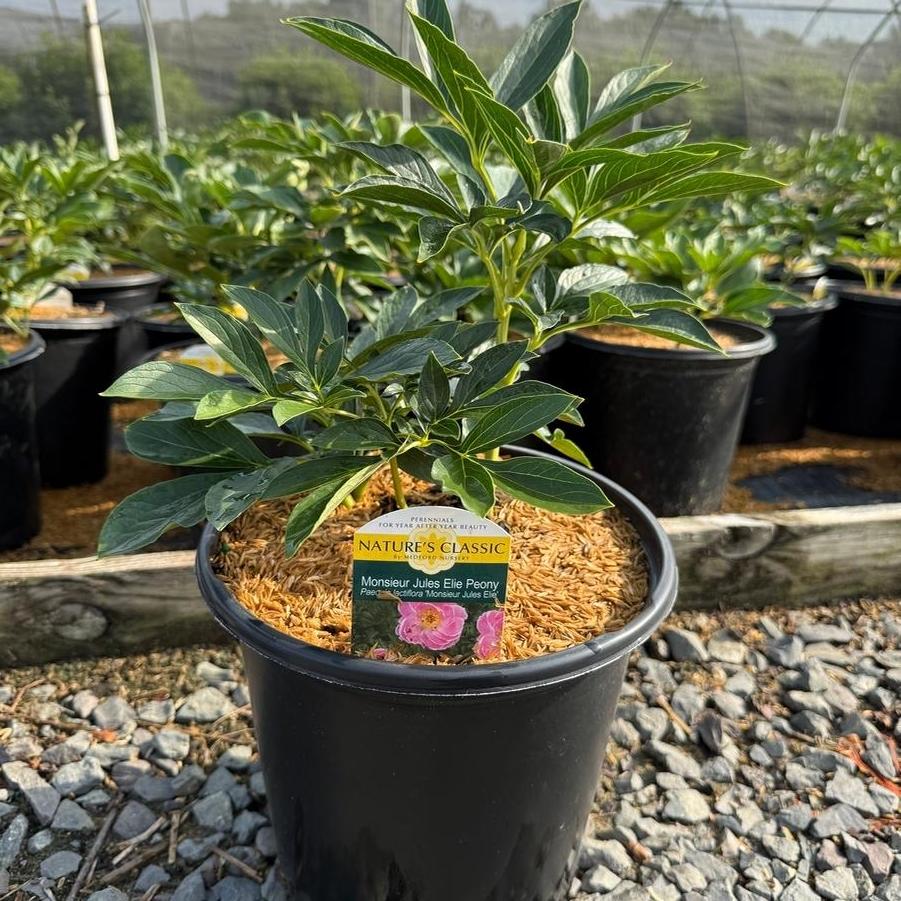 Paeonia lacttiflora Monsieur Jules Elie