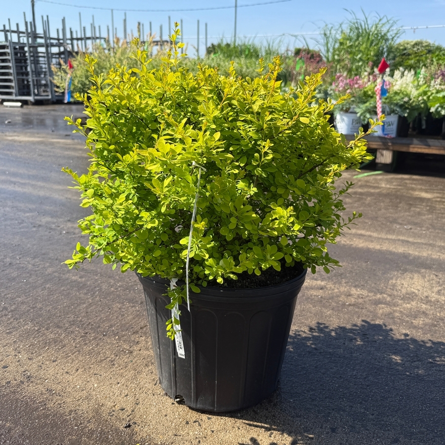 Berberis thunbergii Aurea