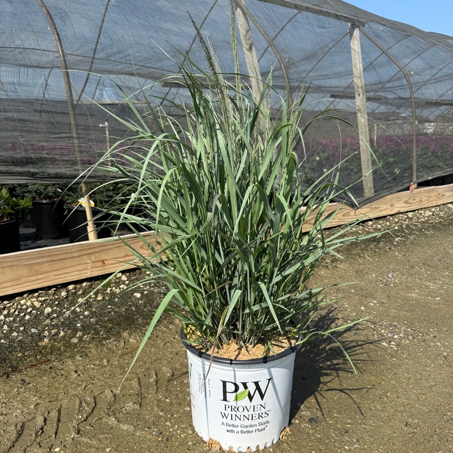 Panicum virgatum Prairie Winds® Apache Rose