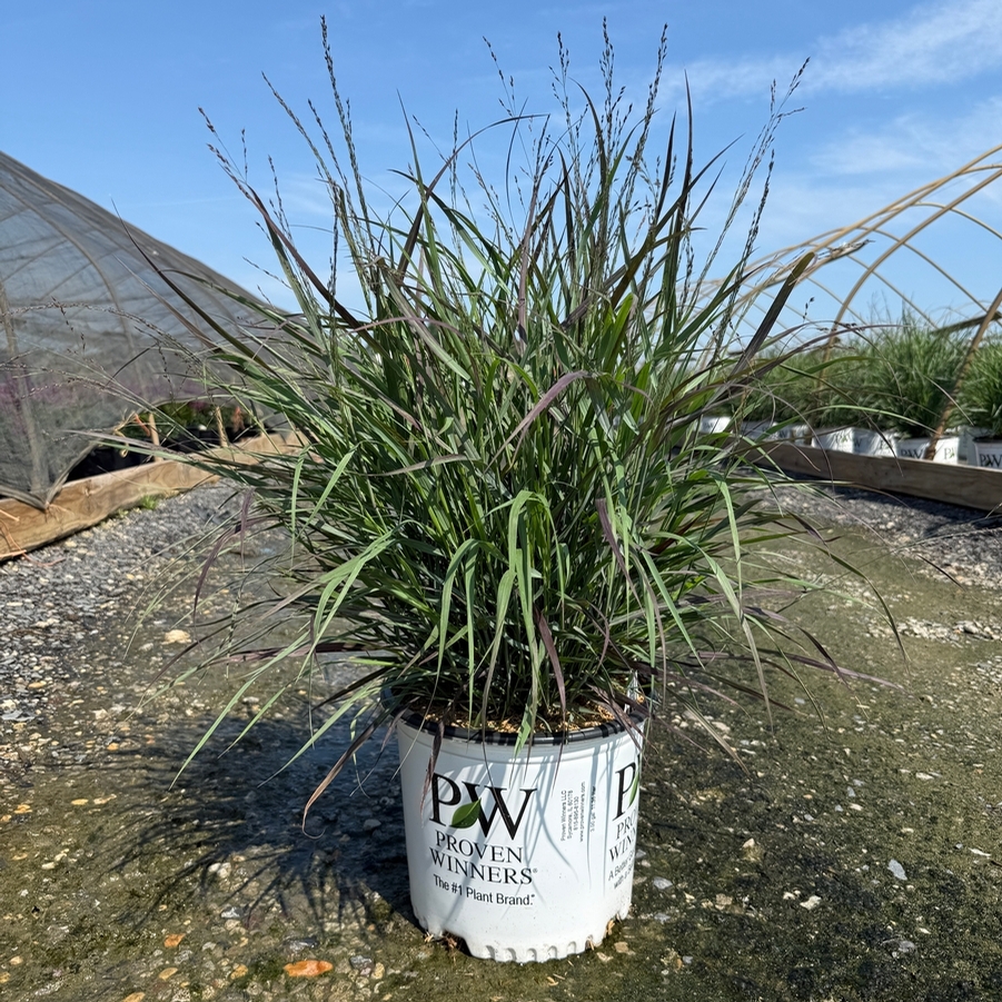 Panicum virgatum Prairie Winds® Cheyenne Sky