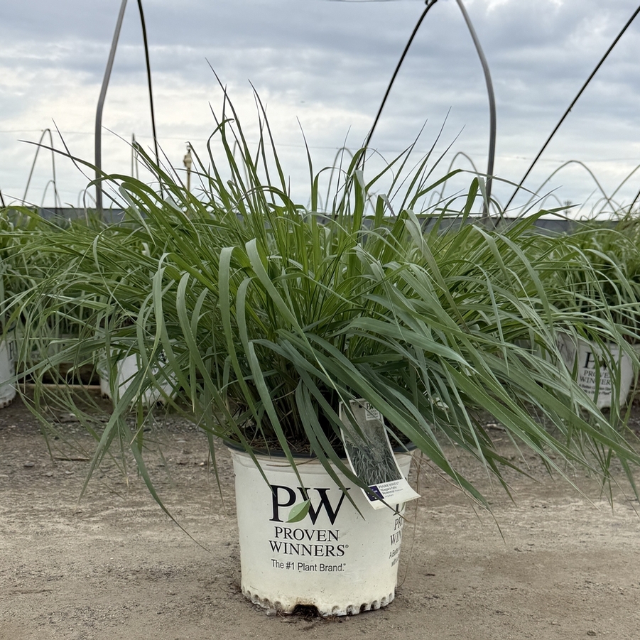 Panicum virgatum Prairie Winds® Niagara Falls