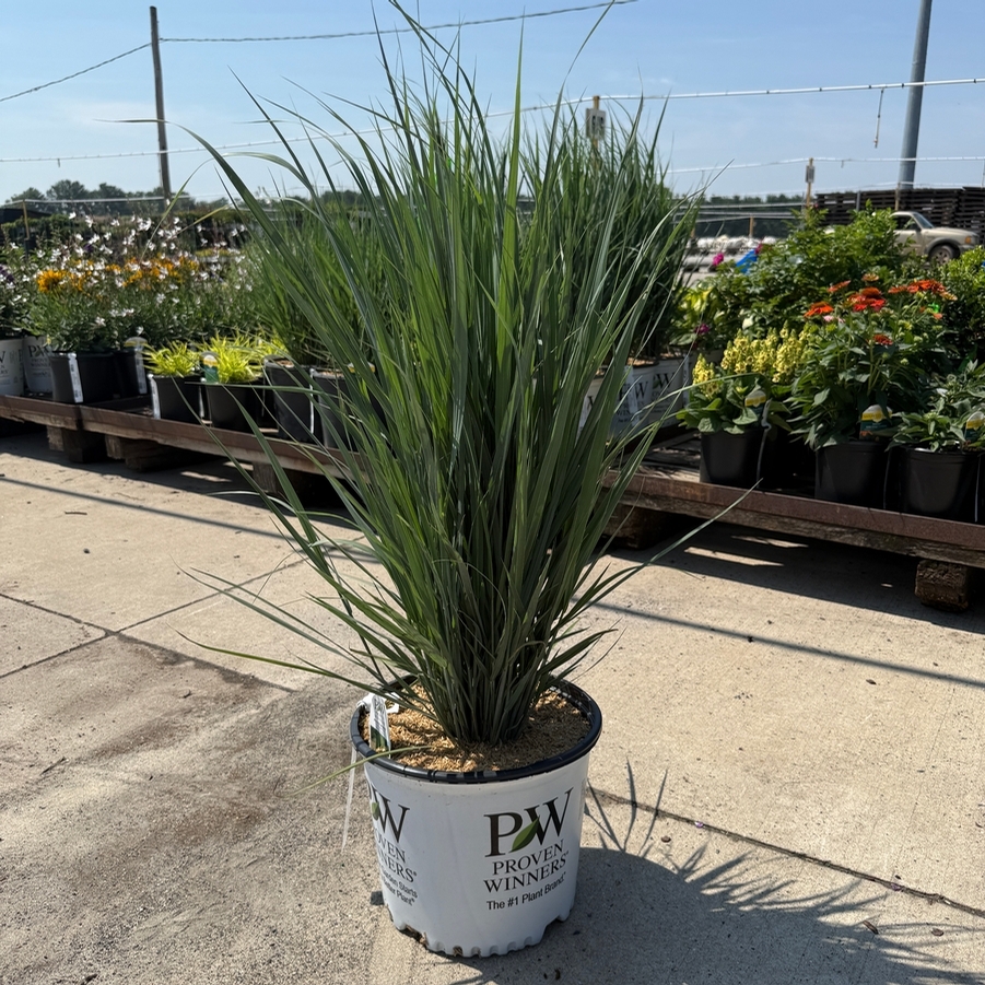 Panicum virgatum Prairie Winds® Totem Pole