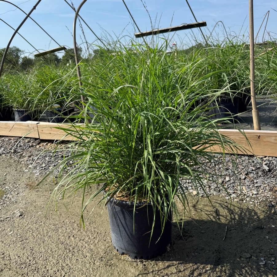 Panicum virgatum Shenandoah