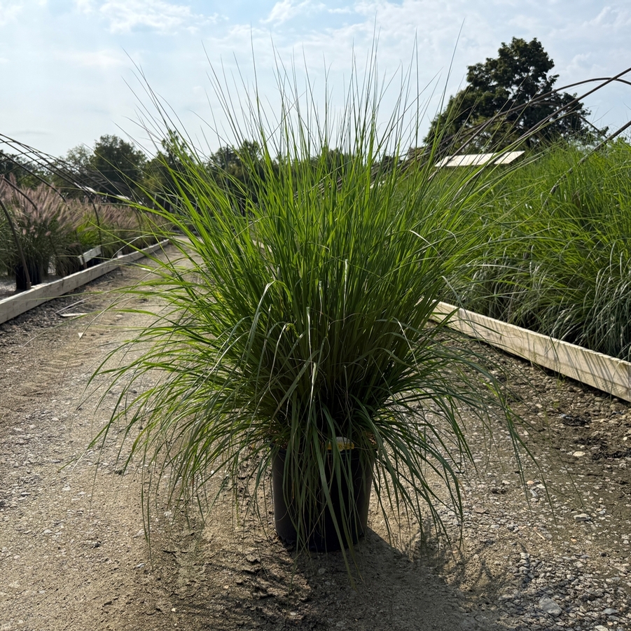 Pennisetum alopalopecuroides Cayenne™ PP31097