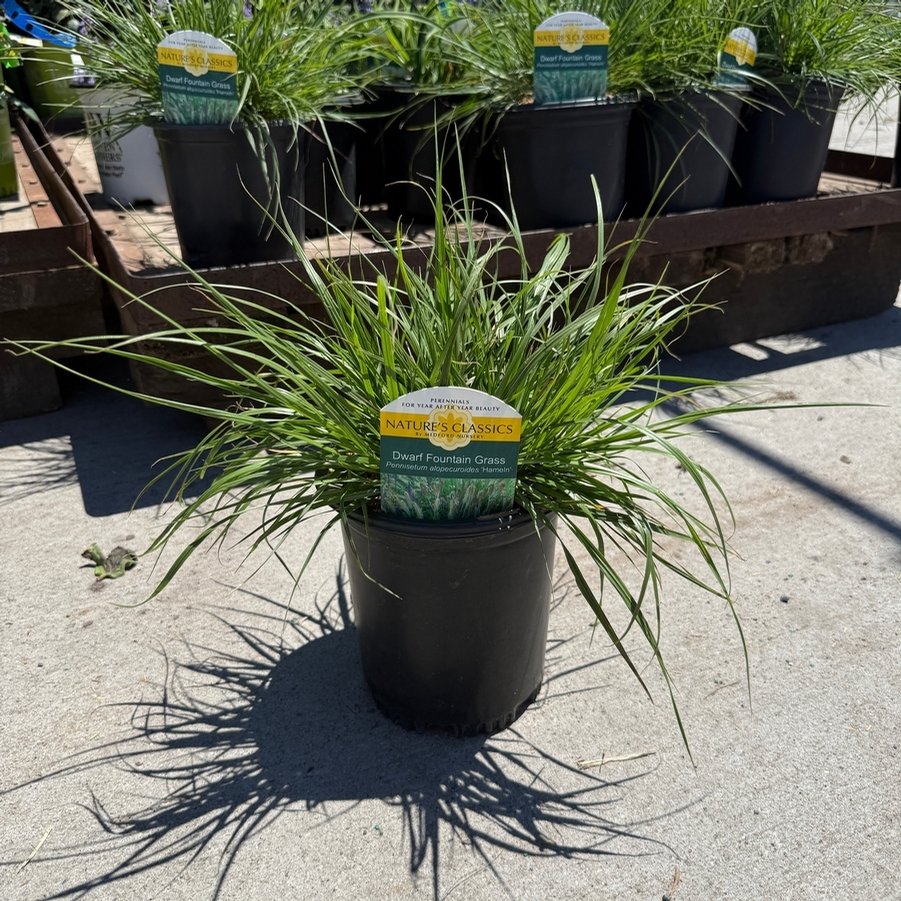 Pennisetum alopalopecuroides Hameln