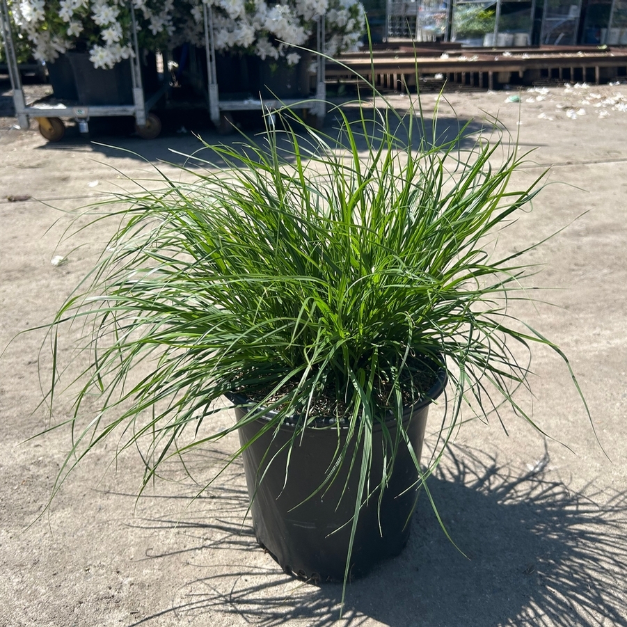 Pennisetum alopalopecuroides Hameln