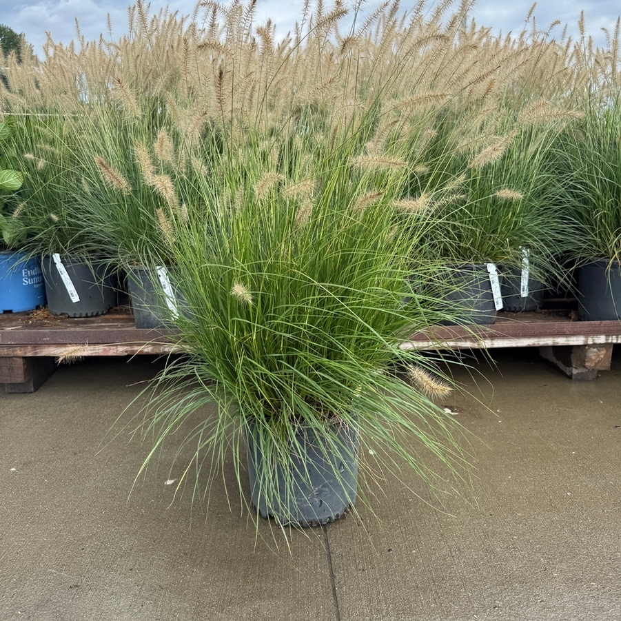 Pennisetum alopalopecuroides Hameln