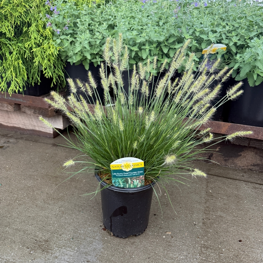 Pennisetum alopalopecuroides Little Bunny