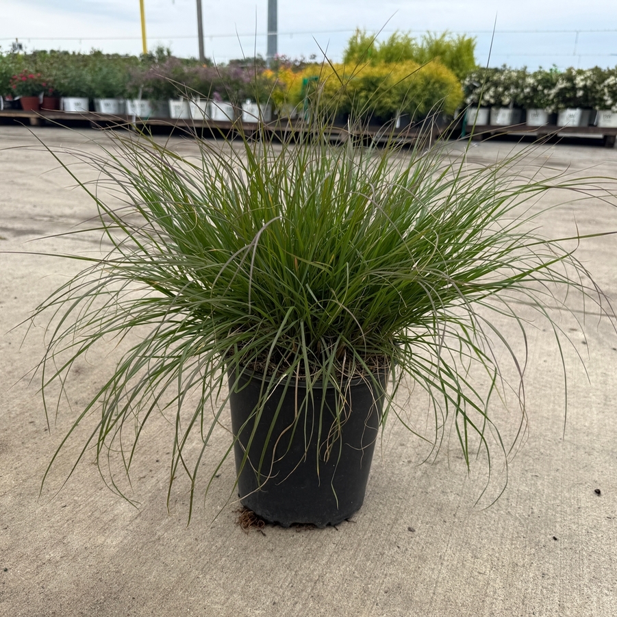 Pennisetum alopalopecuroides Piglet