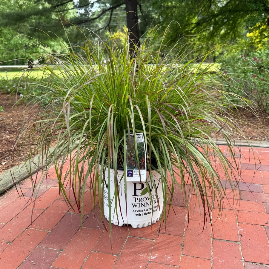 Pennisetum alopalopecuroides Prairie Winds® Desert Plains