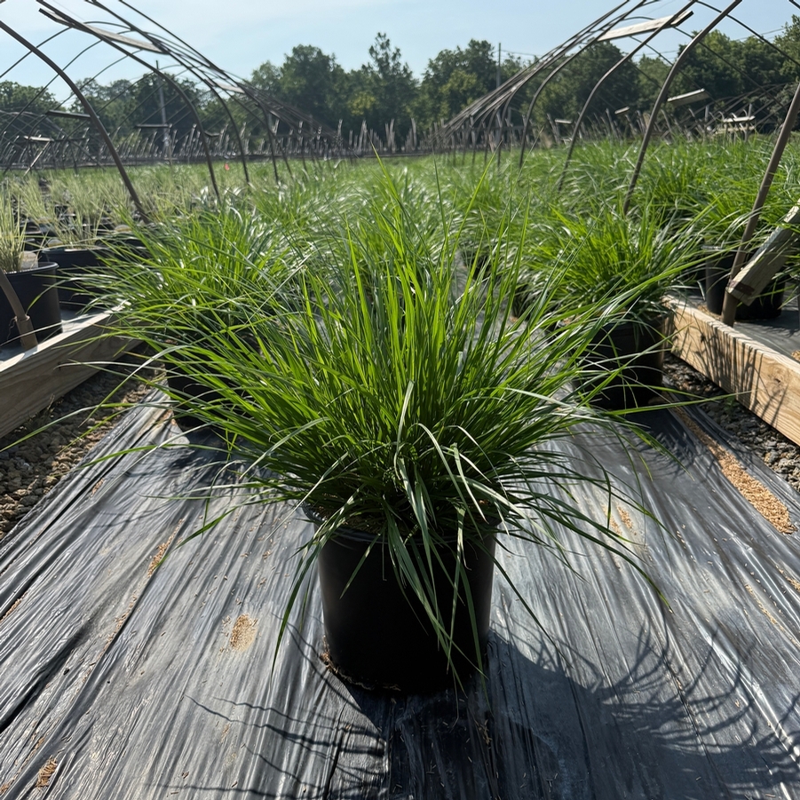 Pennisetum alopalopecuroides Red Head