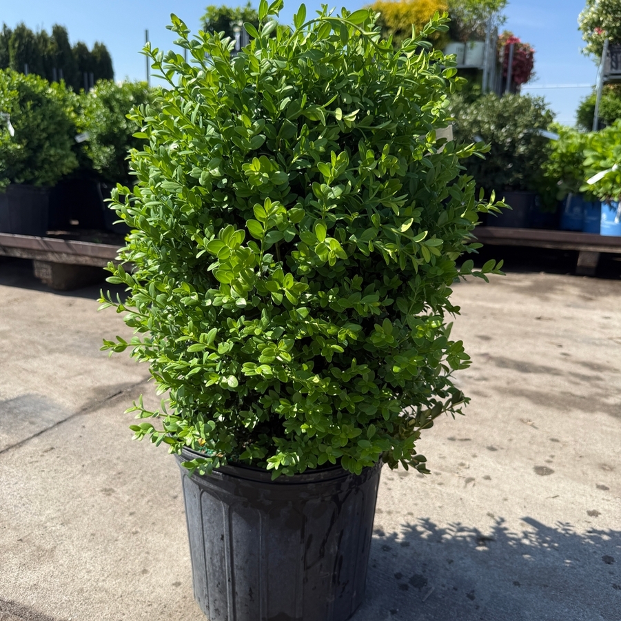 Buxus Green Mountain