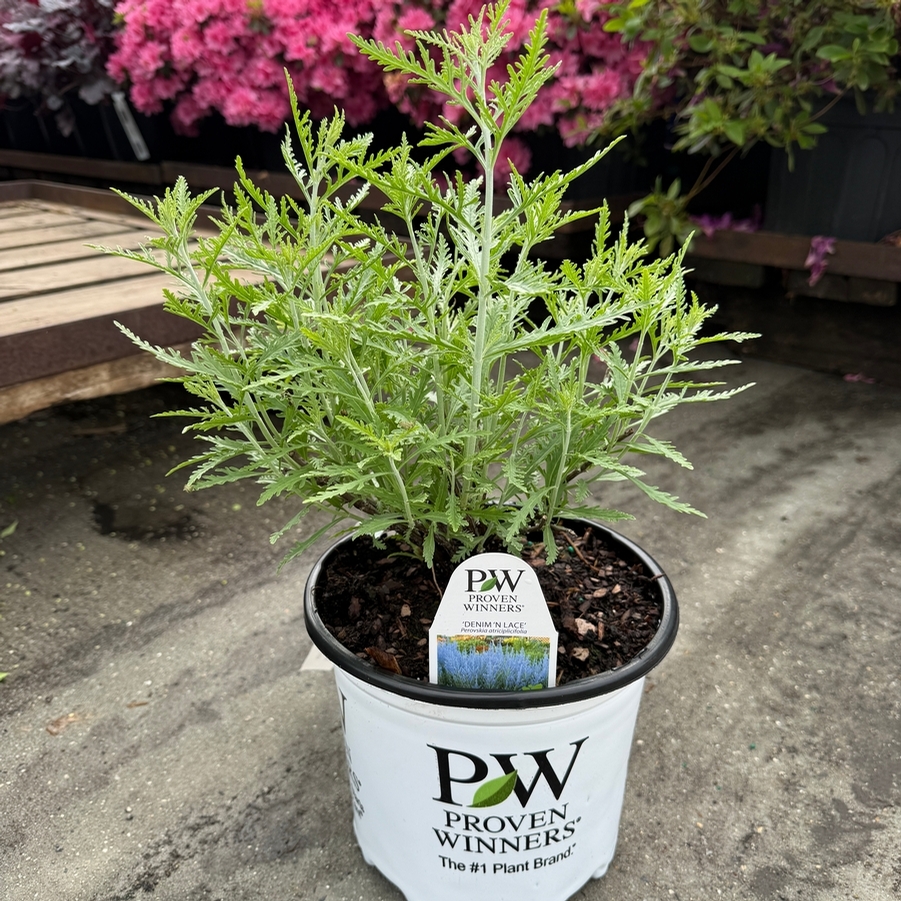 Perovskia atriplicifolia Denim 'n Lace