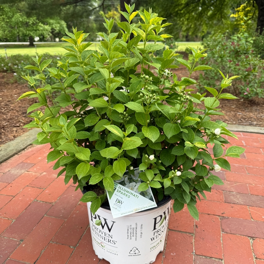Philadelphus coronarius Illuminati Sparks™ PP34296