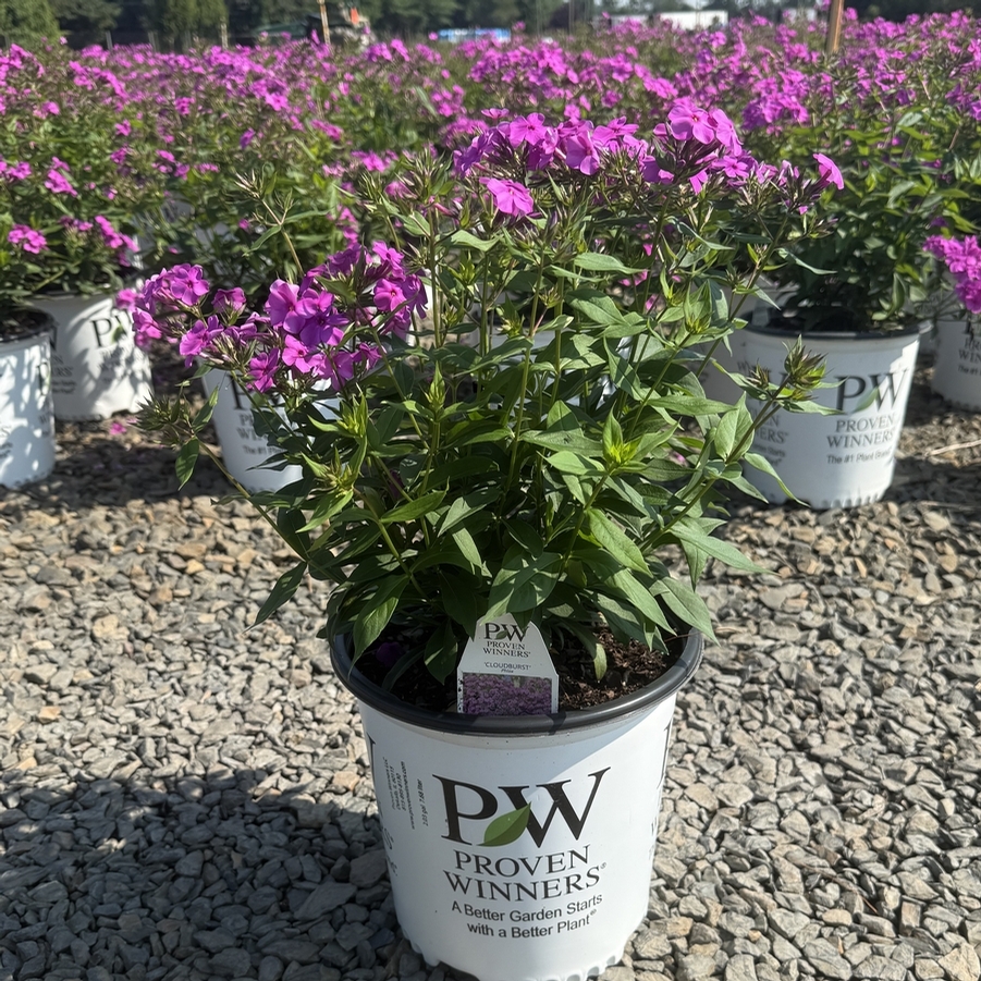 Phlox Cloudburst