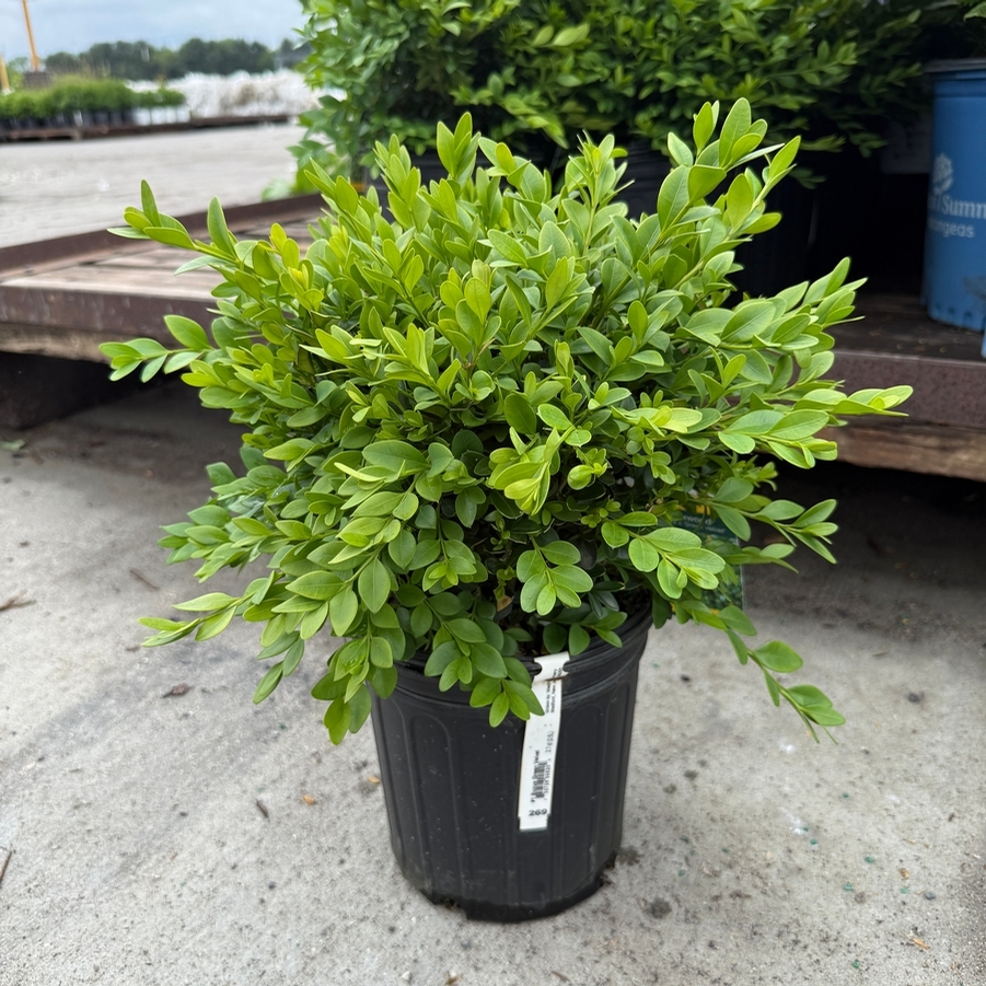 Buxus Green Velvet
