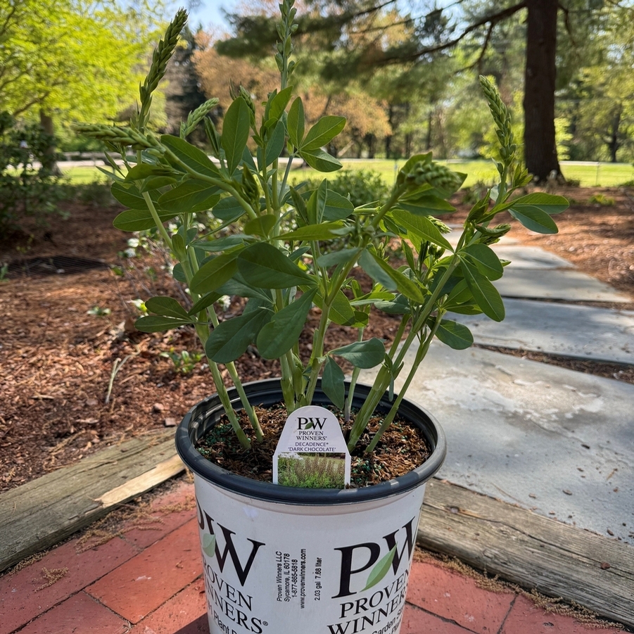 Baptisia Decadence® Dark Chocolate PP30959