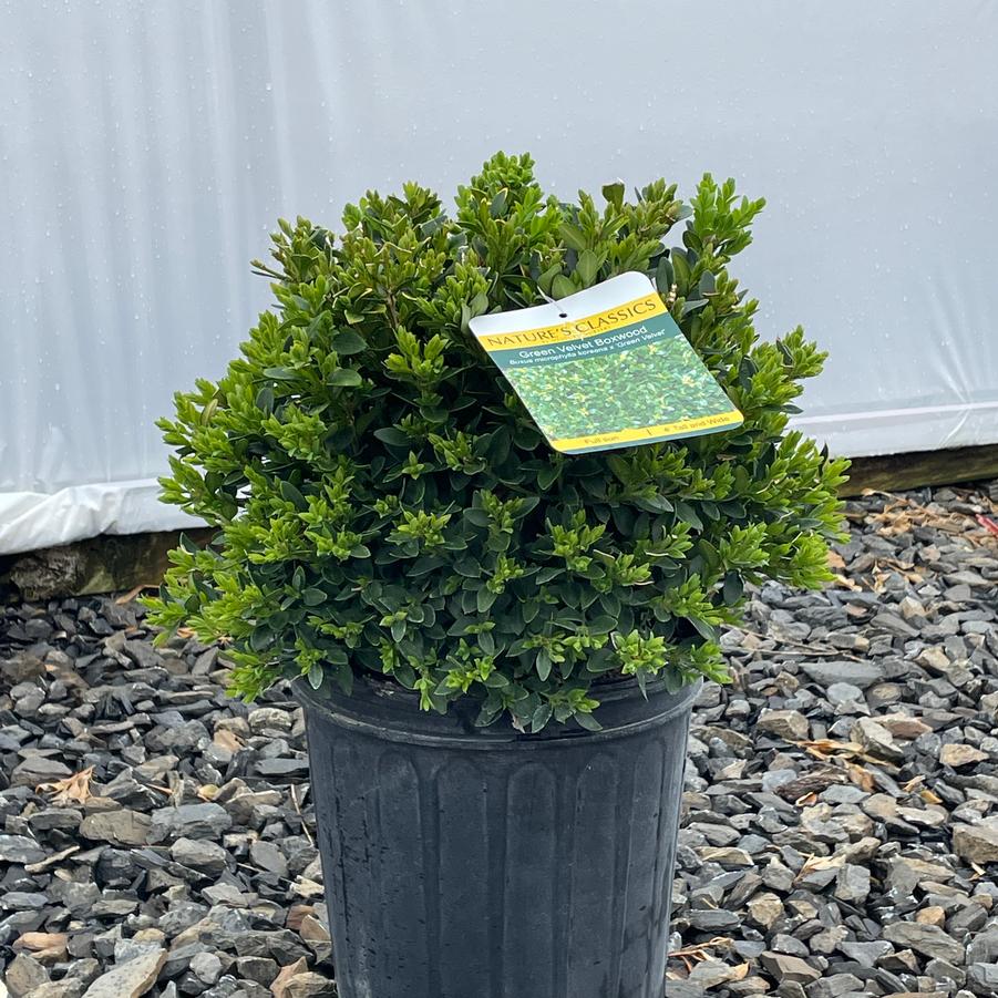 Buxus Green Velvet