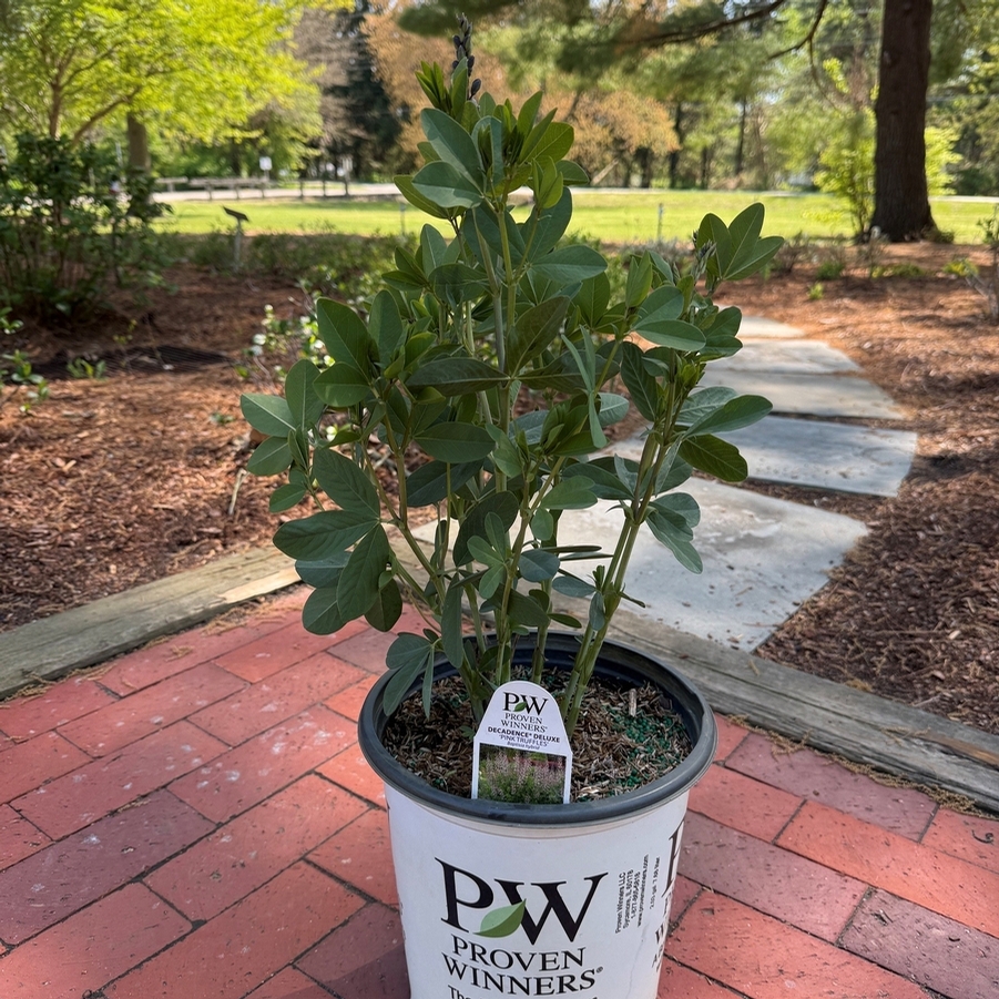 Baptisia Decadence® Deluxe Pink Truffles