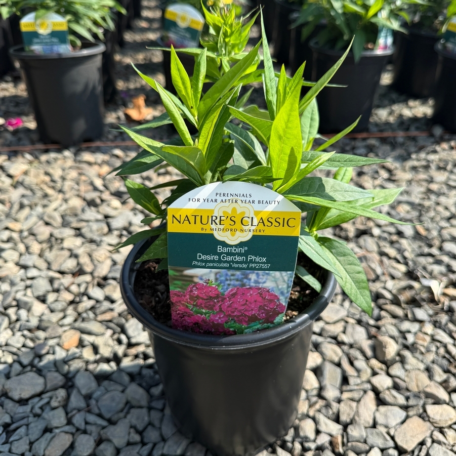 Phlox paniculata Bambini® Desire