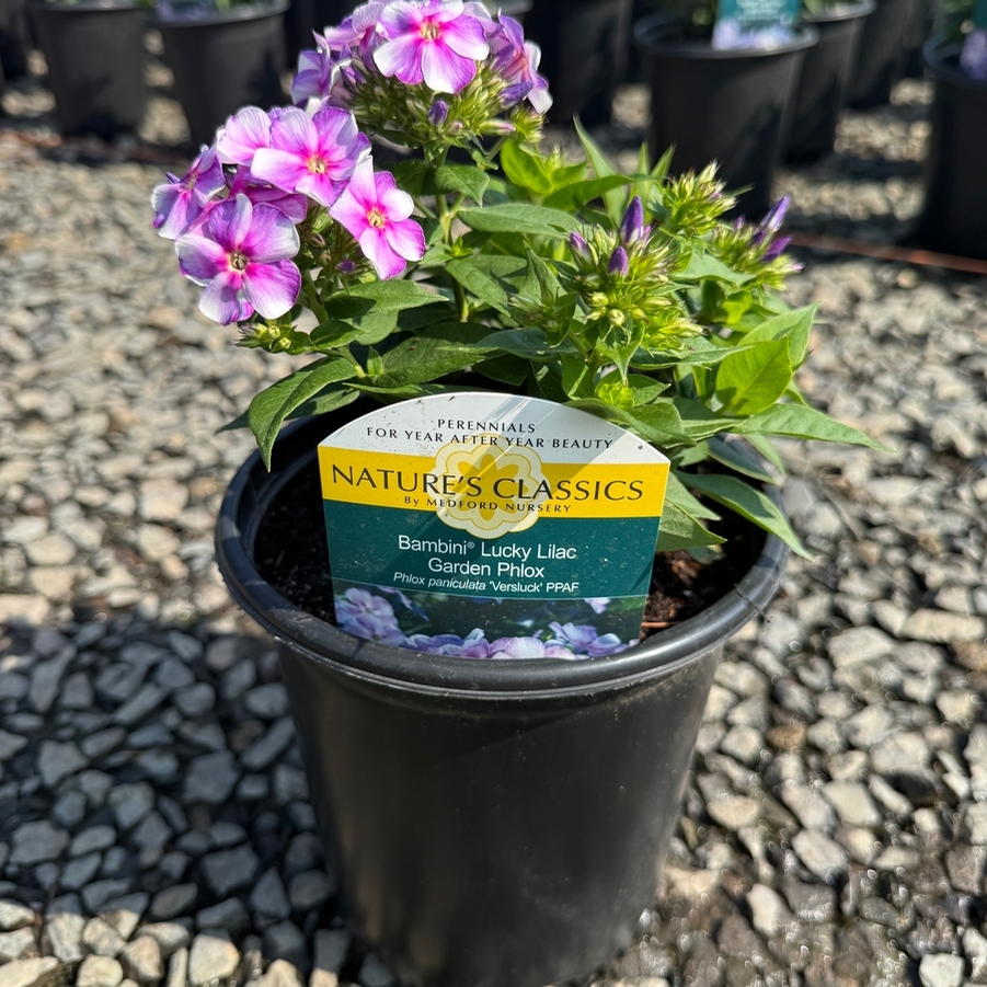 Phlox paniculata Bambini® Lucky Lilac