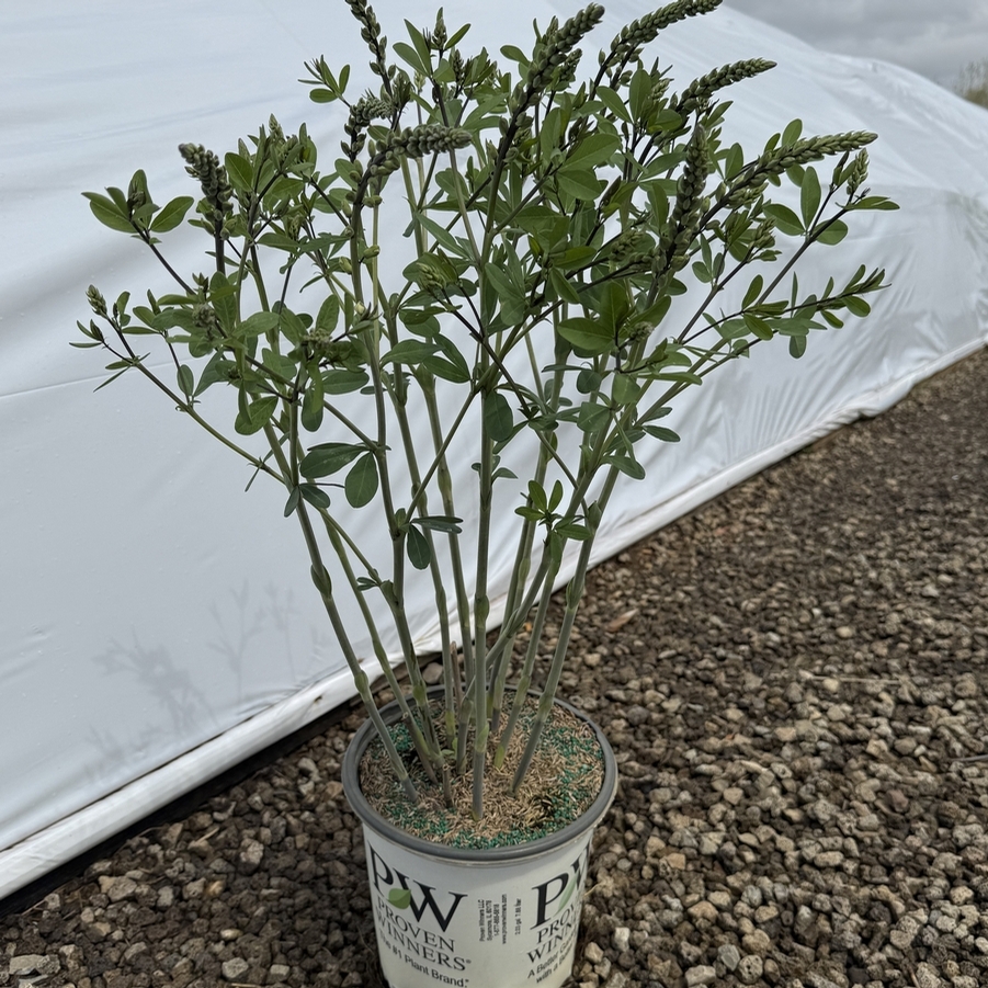 Baptisia Decadence® Vanilla Cream