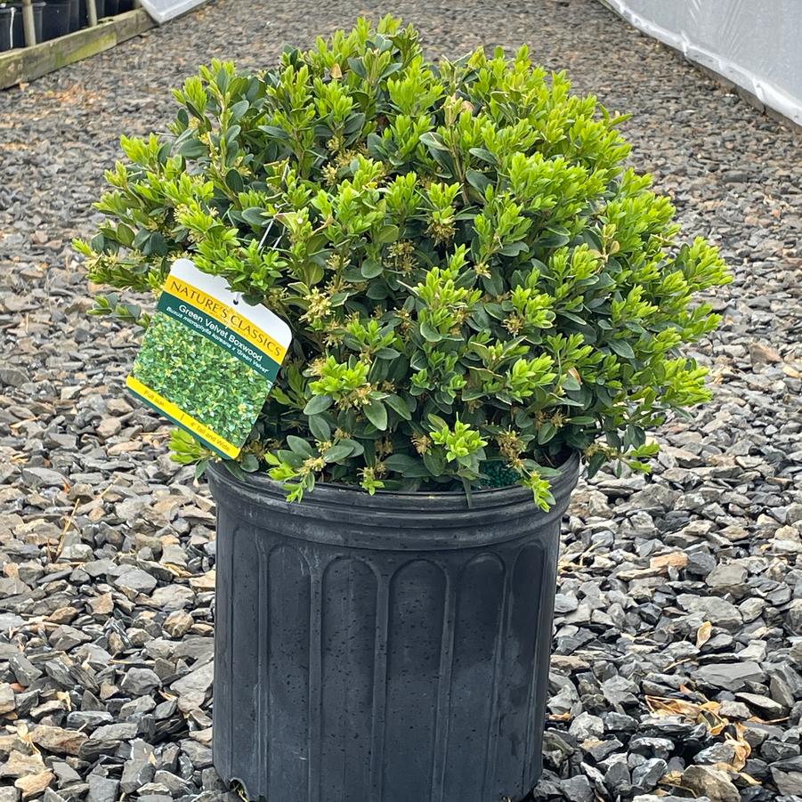 Buxus Green Velvet