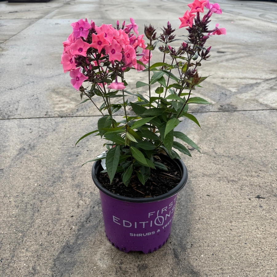 Phlox paniculata Candy Store® Coral Creme Drop™ PP20907