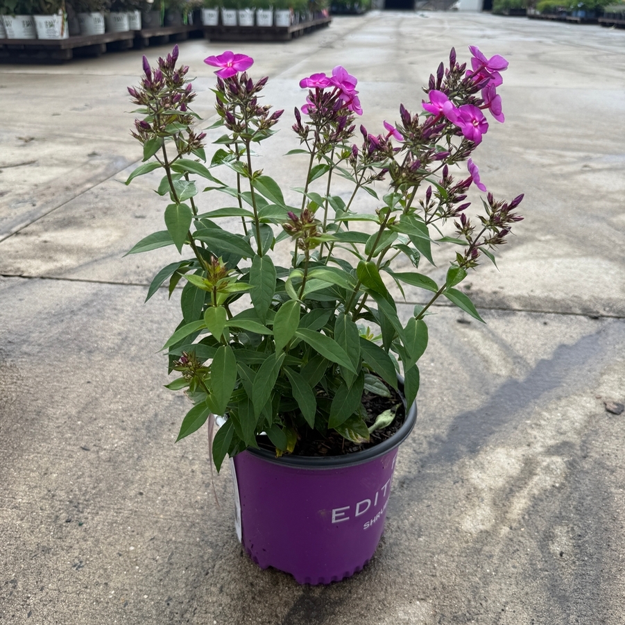 Phlox paniculata Candy Store® Grape Lollipop™ PP21109