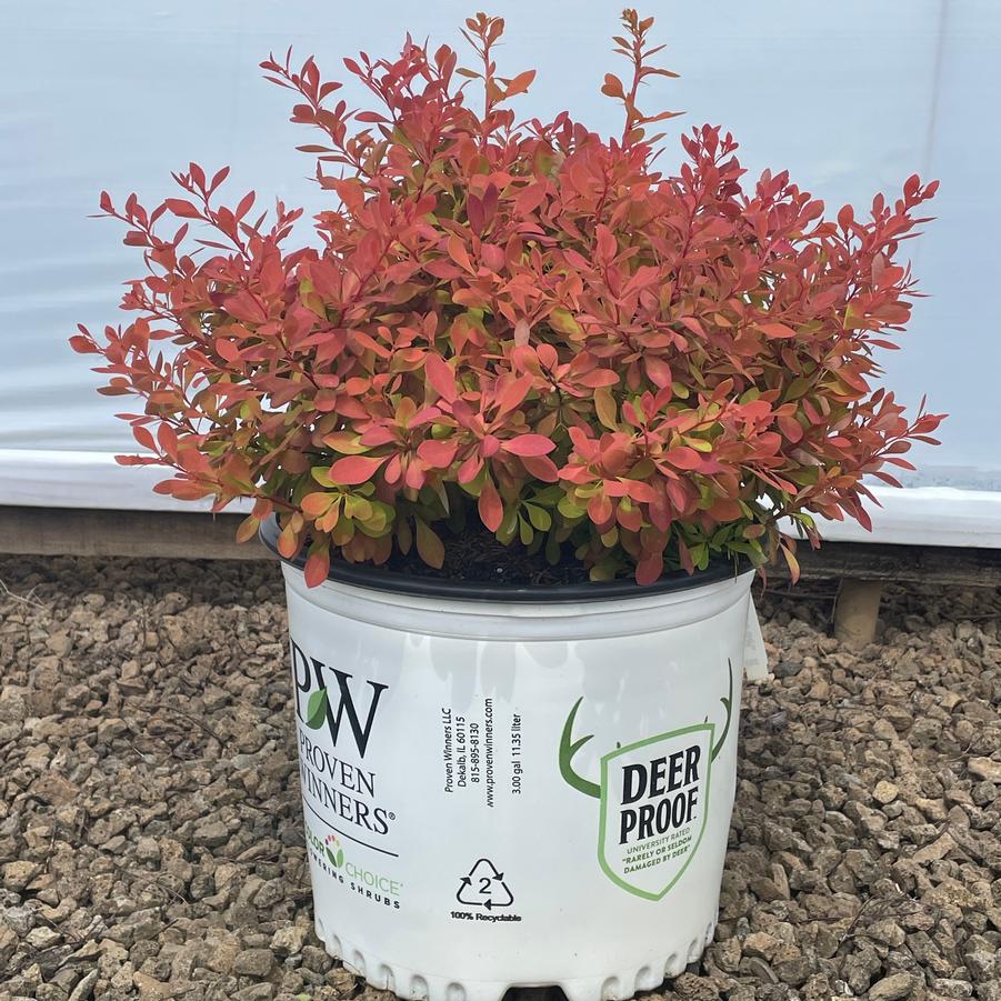 Berberis thunbergii Sunjoy Neo® PP33272