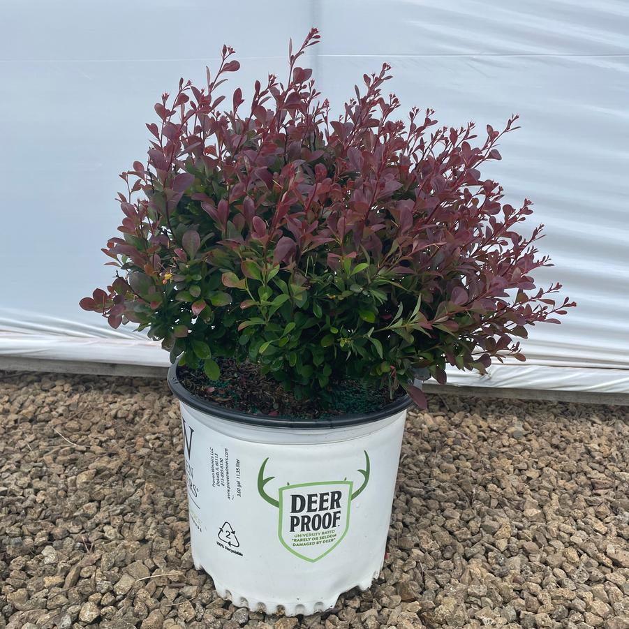 Berberis thunbergii Sunjoy Todo® PP29504