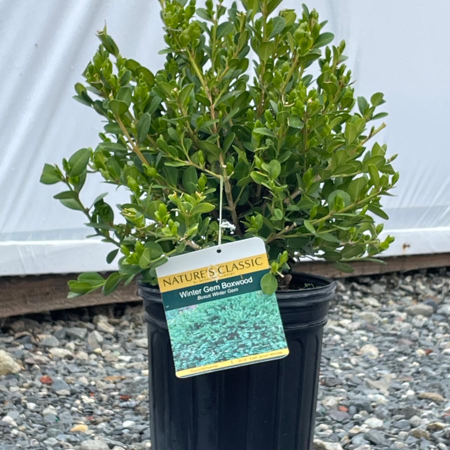 Buxus Winter Gem