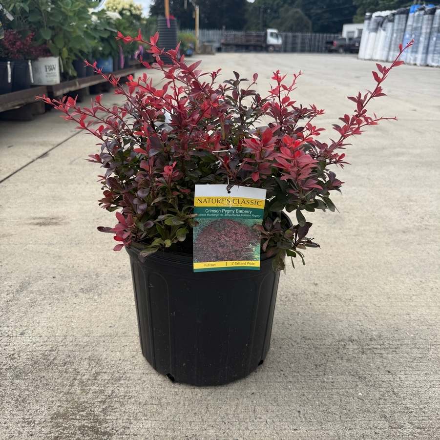Berberis thunbergii var. atro. Crimson Pygmy