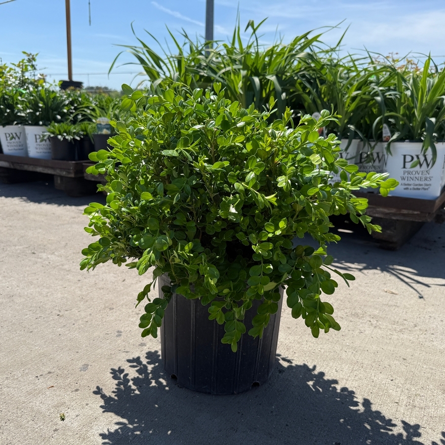Buxus Winter Gem