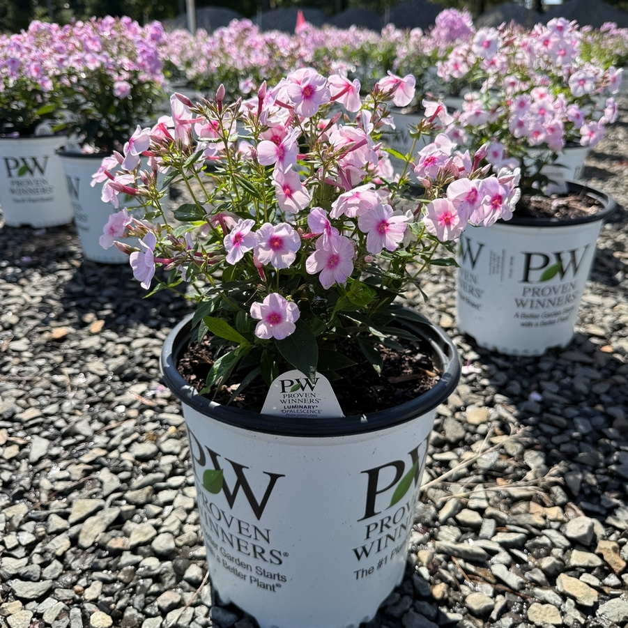 Phlox paniculata Luminary® Opalescence