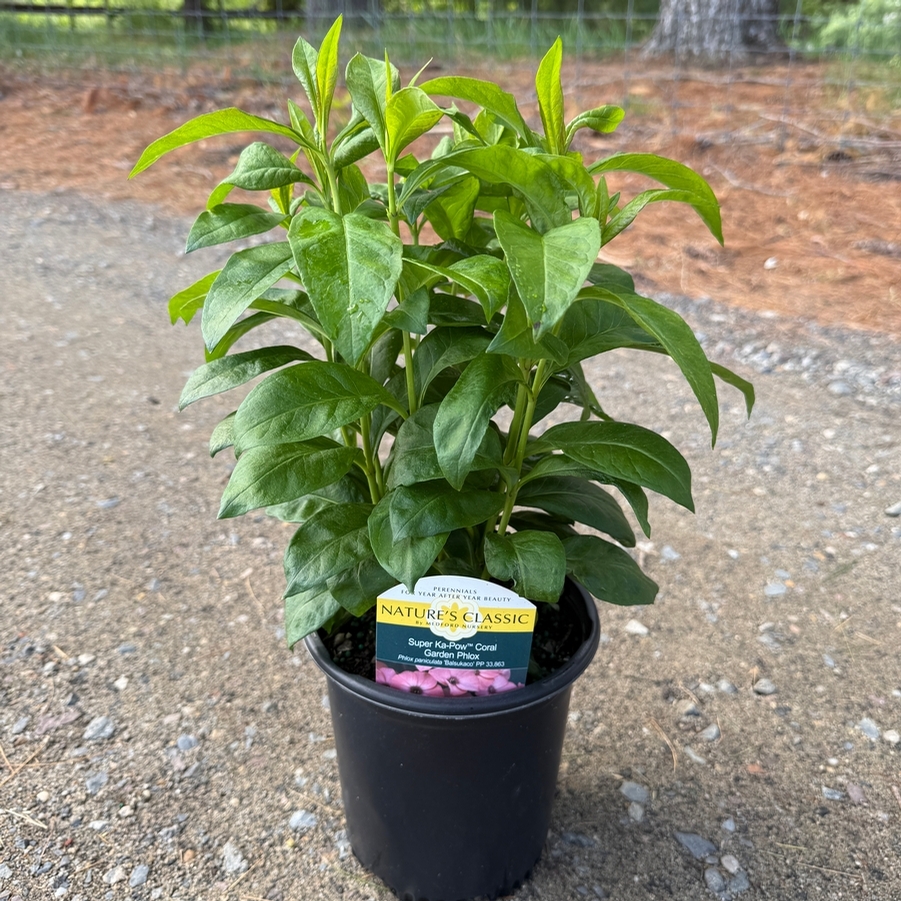 Phlox paniculata Super Ka-Pow™ Coral PP33863