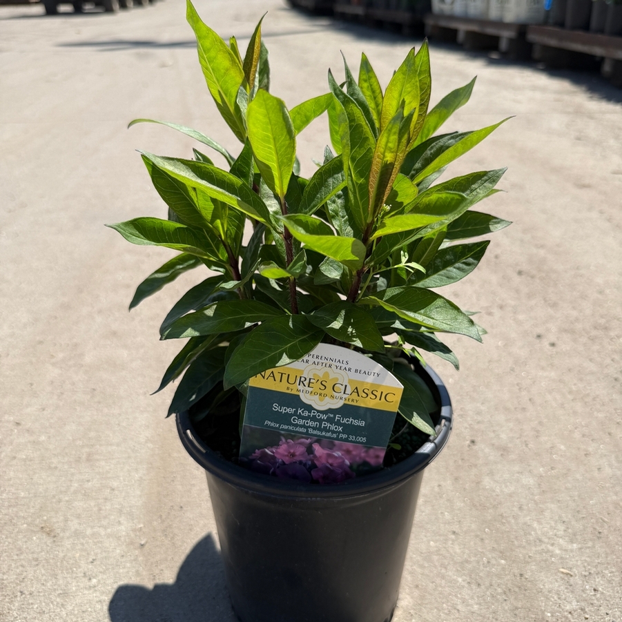 Phlox paniculata Super Ka-Pow™ Fuchsia PP33005