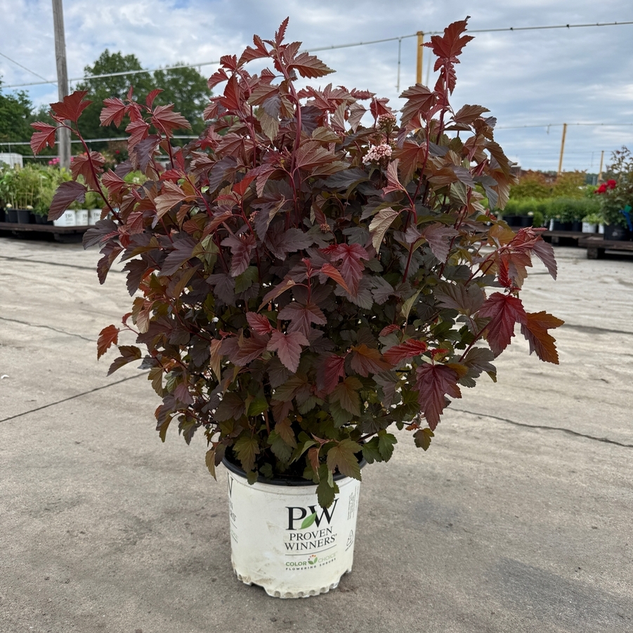 Physocarpus opulifolius ('Seward') Summer Wine®