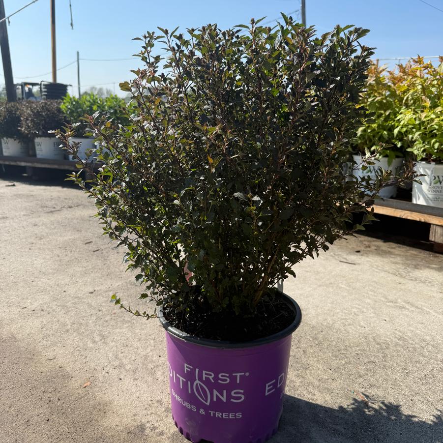 Physocarpus opulifolius First Editions® Little Devil ® (PP22634)