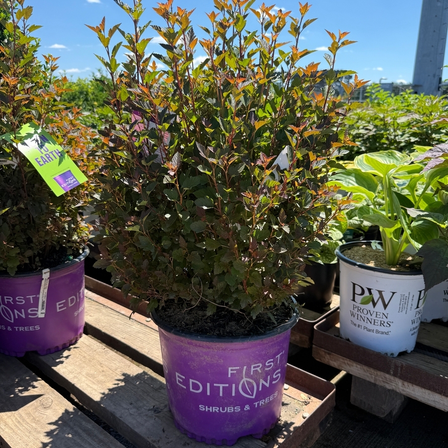 Physocarpus opulifolius First Editions® Spicy Devil® PP34244