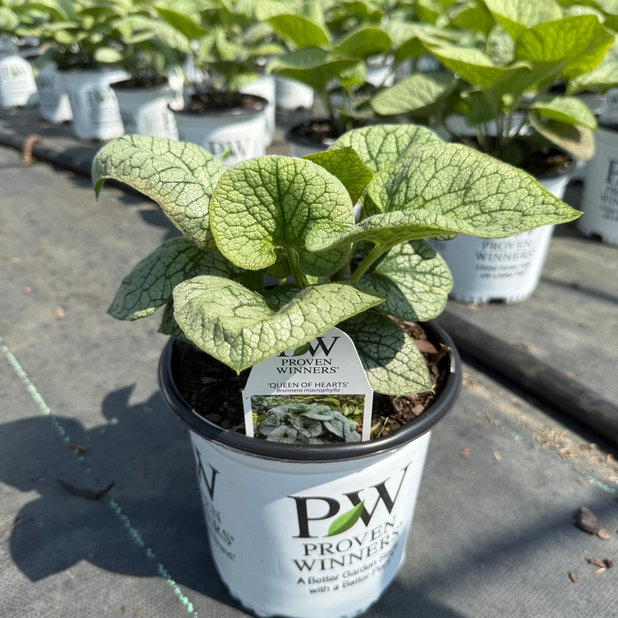Brunnera macrophylla Queen of Hearts