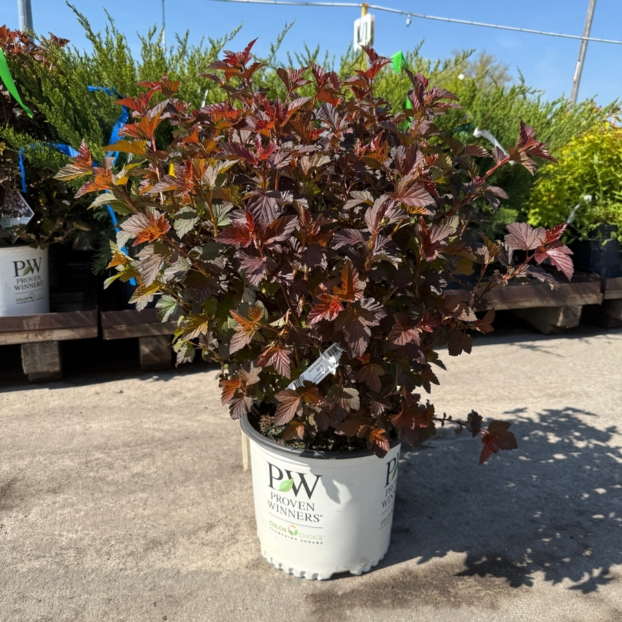 Physocarpus opulifolius Ginger Wine® PP28695