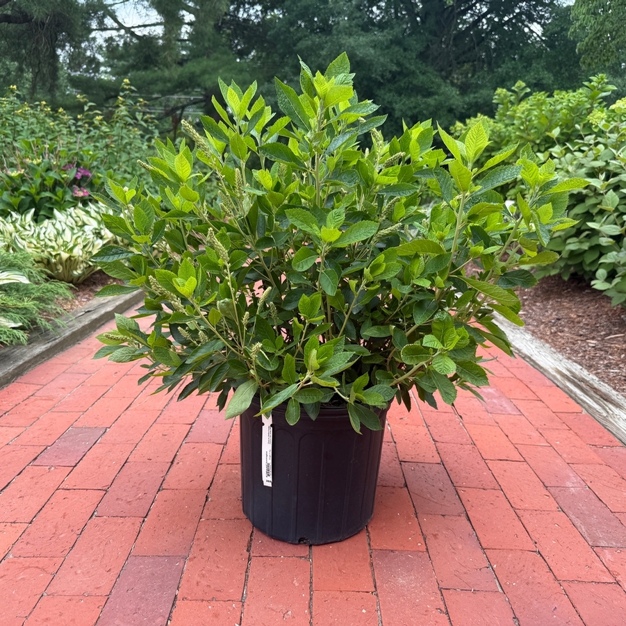 Clethra alnifolia Hummingbird